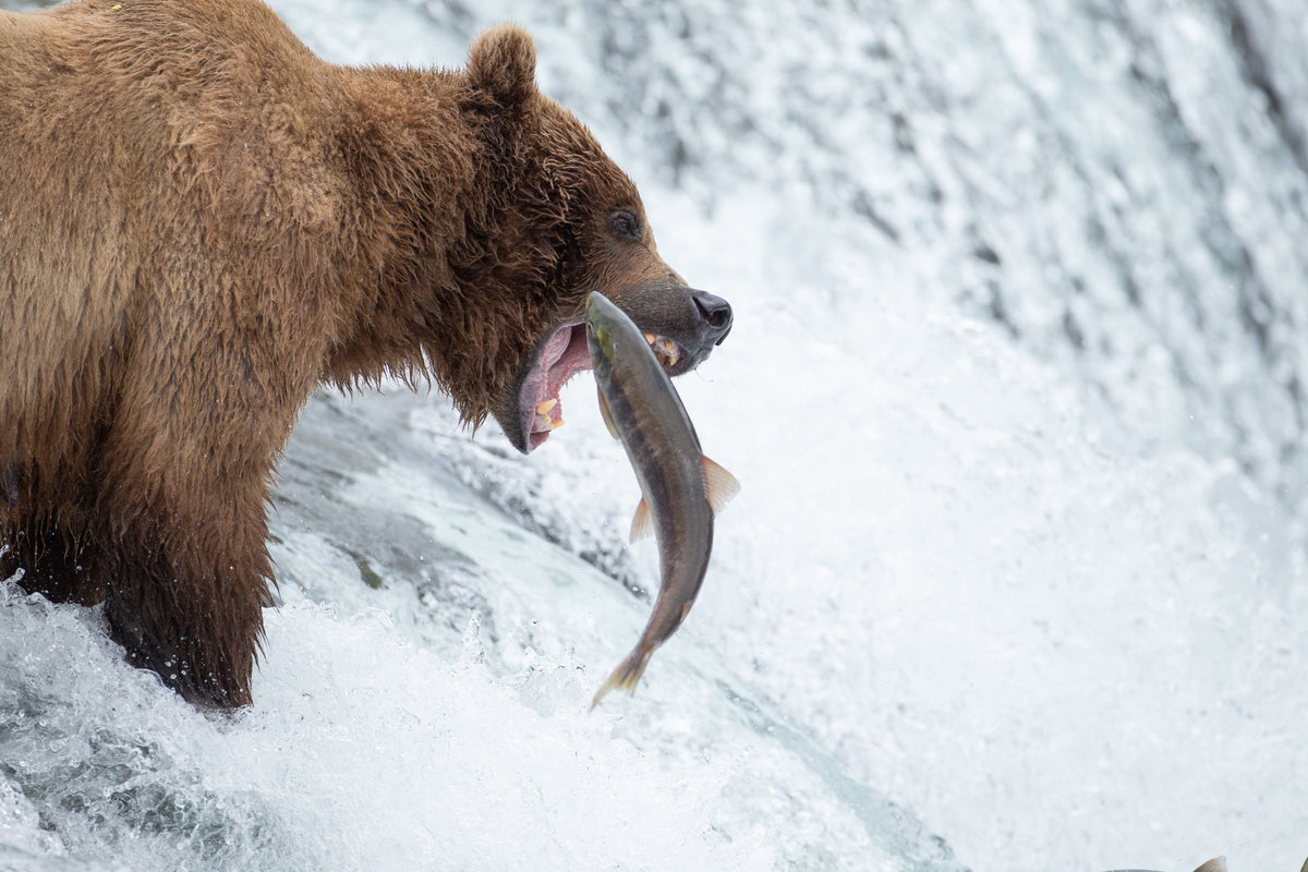 Bear grabs salmon, Brooks Falls