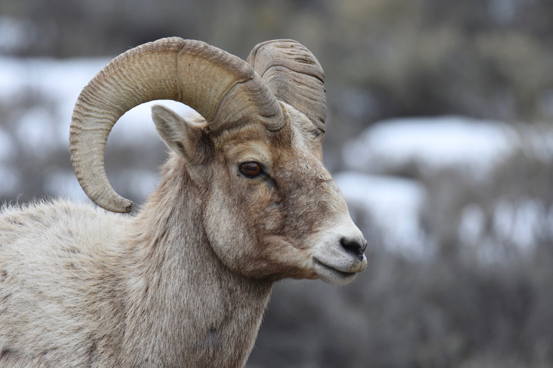 Bighorn Sheep Ram, portrait