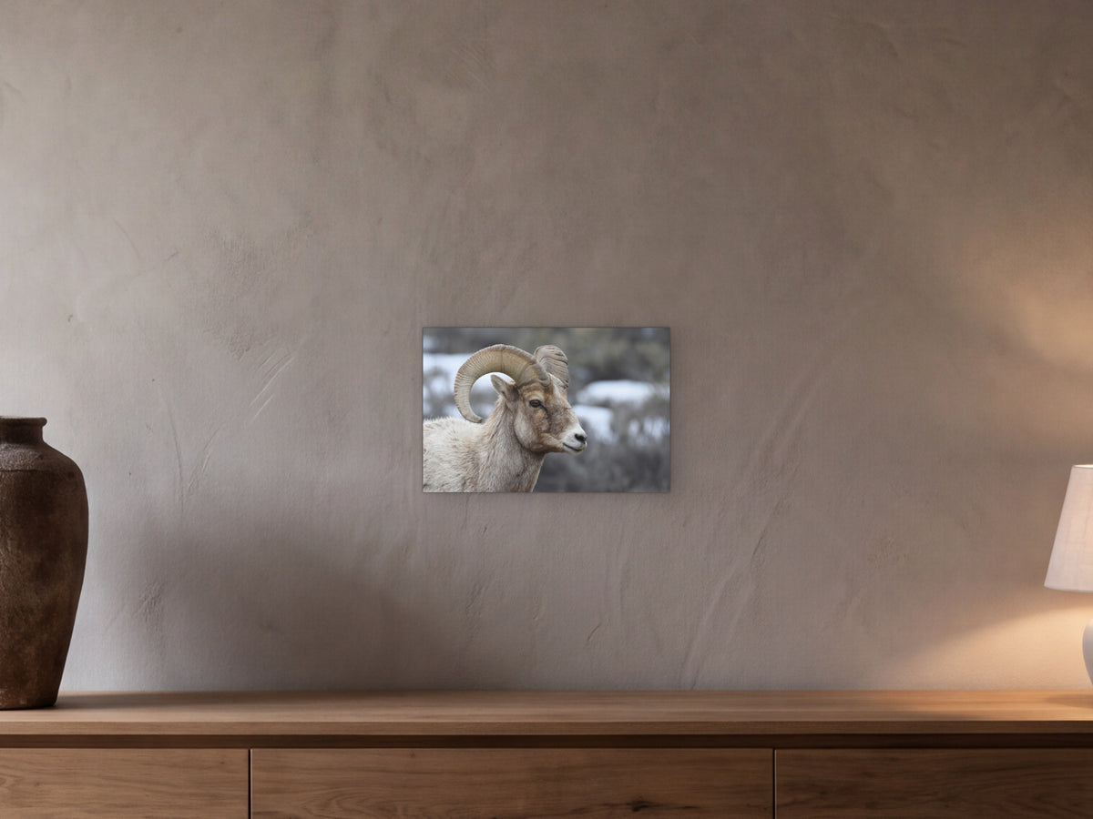 Bighorn Sheep Ram, portrait shown in a beamed room with a greige plaster wall above a long oak sideboard - scale render at 45 × 30 cm