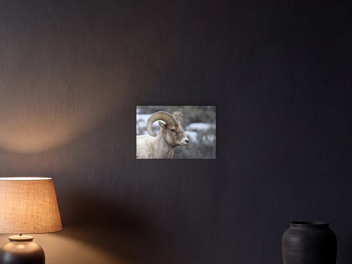 Bighorn Sheep Ram, portrait shown in a graphite plaster wall at night, lit by a console lamp - scale render at 45 × 30 cm