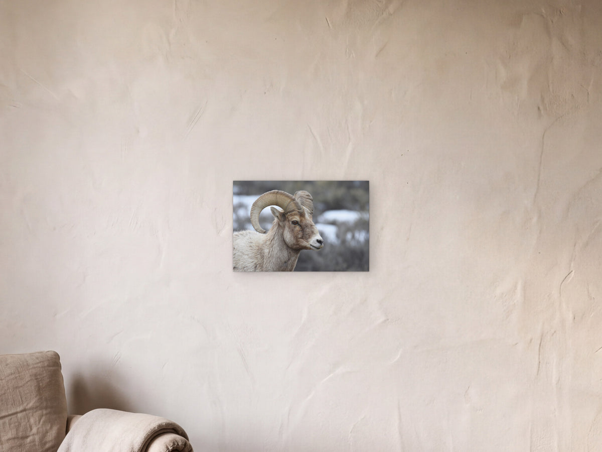 Bighorn Sheep Ram, portrait shown in a limewash reading corner beside an armchair and a floor lamp - scale render at 45 × 30 cm
