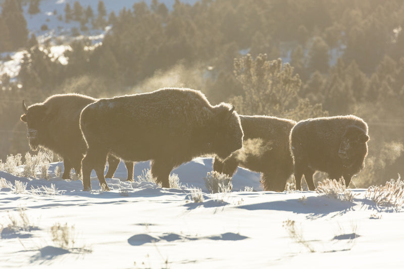 Bison herd, sunrise −20°F