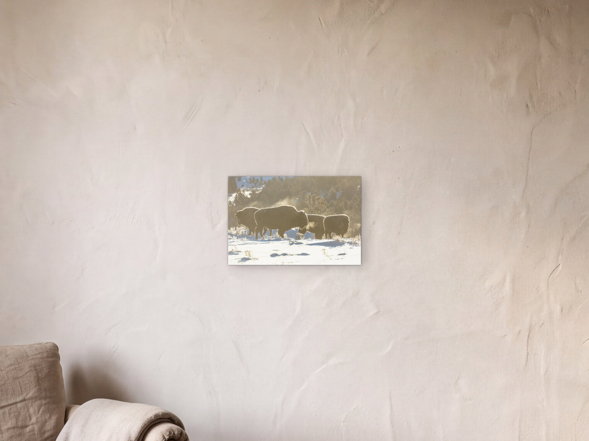 Bison herd, sunrise −20°F shown in a limewash reading corner beside an armchair and a floor lamp - scale render at 45 × 30 cm