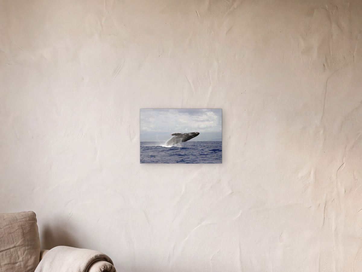 Breaching humpback whale shown in a limewash reading corner beside an armchair and a floor lamp - scale render at 45 × 30 cm